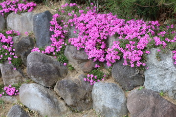 石垣の芝桜