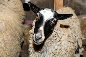 Breeding sheep on a farm. Sheep in the pen close-up.