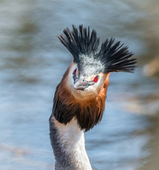 Grebe