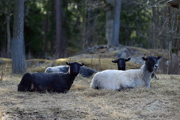 F&aring;r, Nyckeviken, nacka, sverige