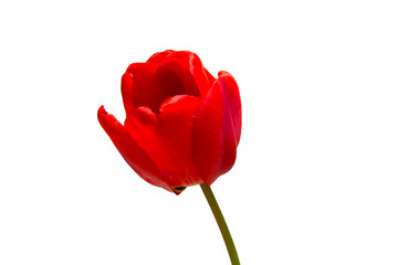 Blooming fragrant red tulip on a white background isolated.