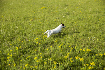Walking