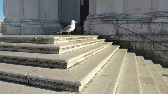Seagull on the steps of the church in Venice, Italy