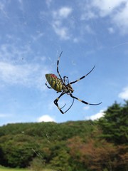 ジョロウグモと蜘蛛の巣