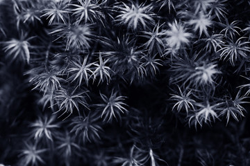 mossa, sverige, närbild