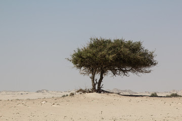 Frankincense tree in the desert of the Oman