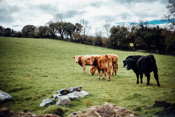 Kühe auf der Weide in Irland