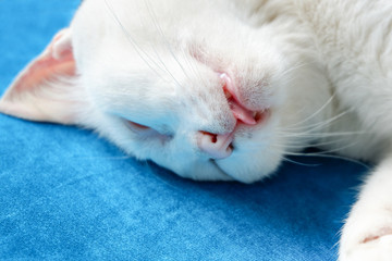Close up sleep or die cat on blue sofa