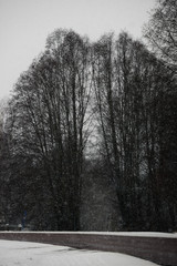 Obraz na płótnie Canvas skg, träd, dalarna