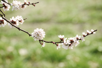Obraz premium Apricot tree flower with buds and blossoms blooming at springtime, vintage retro floral background