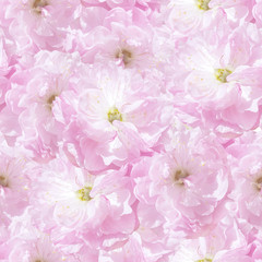 seamless  pattern pink sakura plum flowers