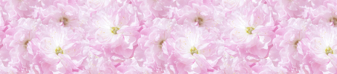 Panele Szklane Podświetlane  panorama różowe kwiaty śliwy sakura