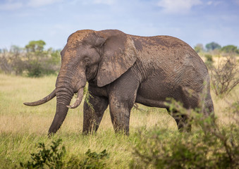 Naklejka na ściany i meble African Savannah Elephant at the Kruger National Park, South Africa