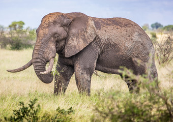 Fototapeta na wymiar African Savannah Elephant at the Kruger National Park, South Africa