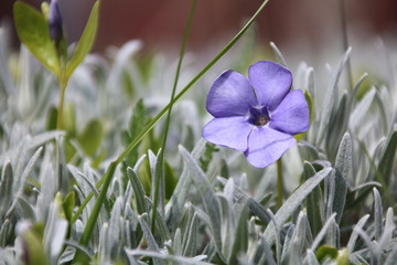 Vinca minor