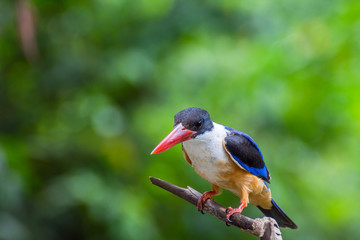 Bird (Black-capped Kingfisher) on a tree