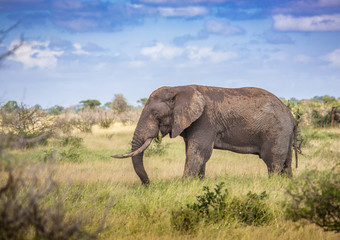 African Savannah Elephant at the Kruger National Park, South Africa