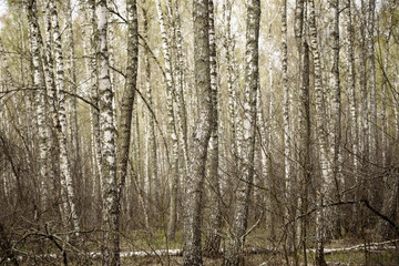 Dark moody forest with birch trees, natural outdoor vintage background