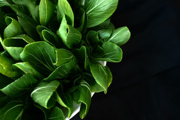 Fototapeta na wymiar chinese cabbage, bok choy