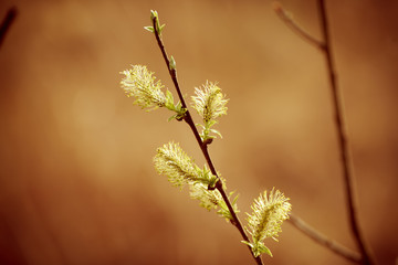 Blooming willow branch in springtime, seasonal easter background