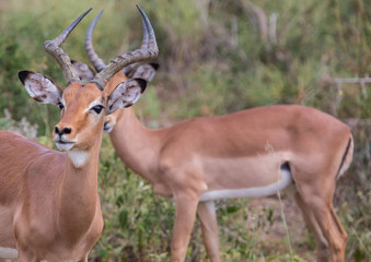 Naklejka na ściany i meble Impala male at the Kruger National Park, South Africa