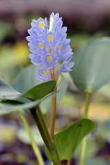 Purple aquatic plant in bloom