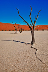 Dead Vlei, Sossus Dunes, Namibia