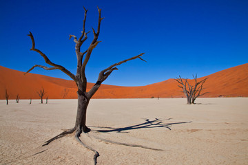 Fototapeta na wymiar Dead Vlei, Sossus Dunes, Namibia