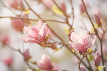 Blossoming of pink magnolia flowers in spring time, retro vintage hipster background