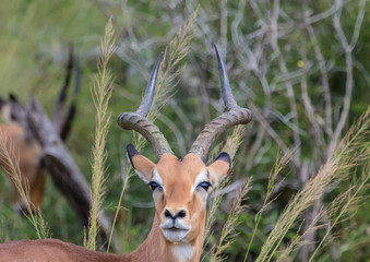 Impala male at the Kruger National Park, South Africa
