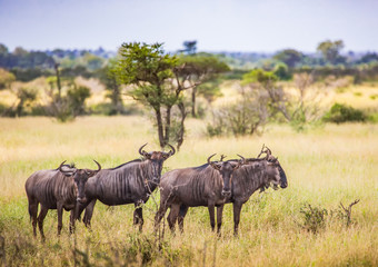 Fototapeta na wymiar Blue Wildebeests at the Kruger National Park, South Africa