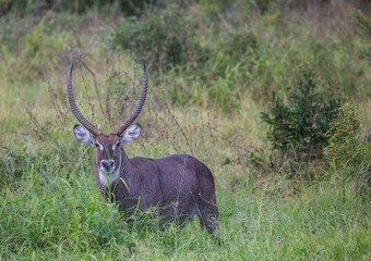 Waterbuck male at the Kruger National Park, South Africa