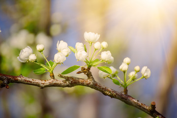 Apple tree flower blossoming at spring time, floral sunny natural background