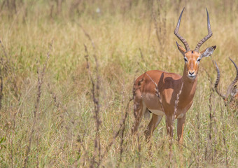 Impala male at the Kruger National Park, South Africa