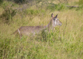 Waterbuck female at the Kruger National Park, South Africa