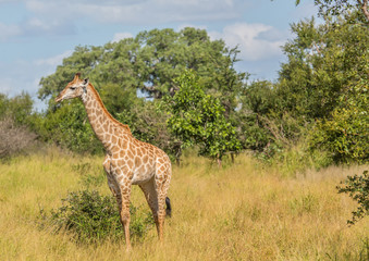 Naklejka na ściany i meble Giraffe at the Kruger National Park, South Africa