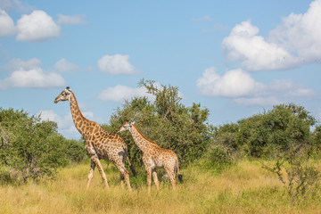 Giraffe mother with child at the Kruger National Park, South Africa