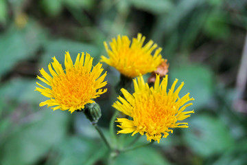 spring awakening