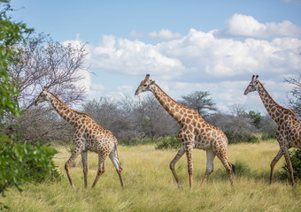 Giraffe at the Kruger National Park, South Africa