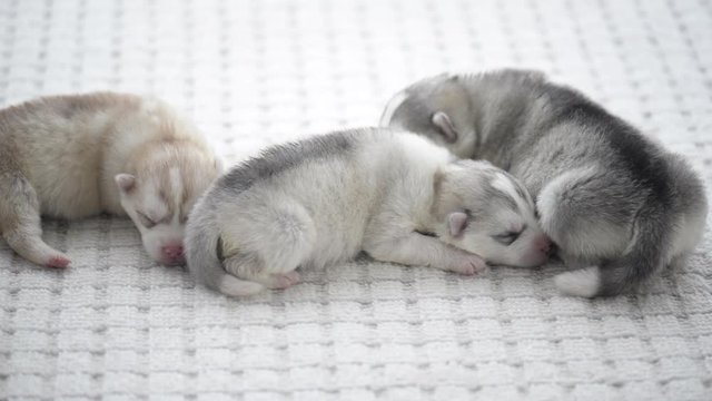 Cute siberian husky puppies sleeping1