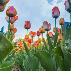 colorful flowers at an open place