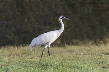 Obraz na płótnie Canvas Strutting Adult Whooper - An adult whooping crane struts while looking for prey.