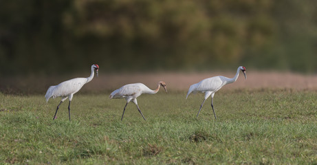 Obraz na płótnie Canvas Whooper Family Foraging - A whooping Crane family of 2 adults and a juvenile are foraging in a grassy field for prey. 