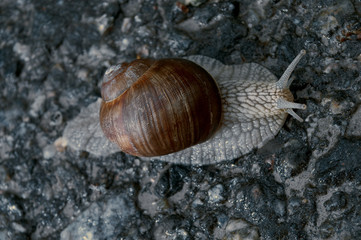 snigelskal