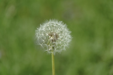 Dandelion - Blowball - Taraxacum 