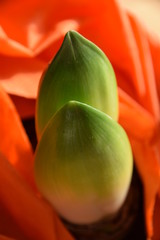 junge Triebe von einem Ritterstern, Amaryllis  wächst aus einem Topf mit orange farbenem Papier dekoriert