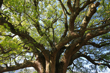 徳島県東みよし町　加茂の大クス