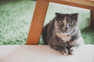 Lovable scottish fold cat