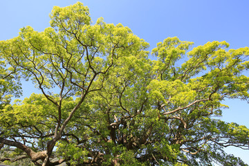 徳島県東みよし町　加茂の大クス