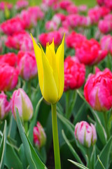 Beautiful tulip - soft focus